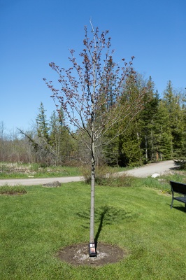 Memorial, June 2, 2019